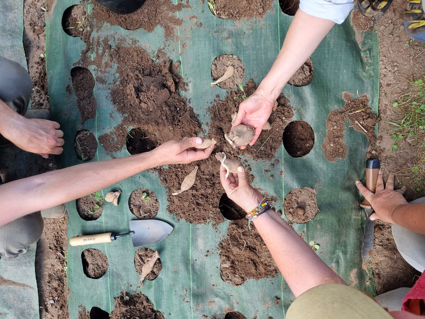 Dahlia tubers - Grab Bag (5)