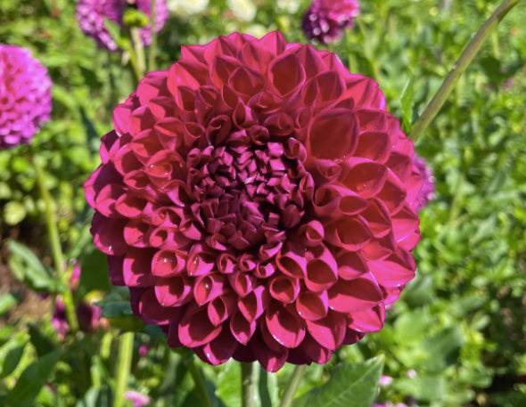 vibrant dark pink Cartouche dahlia flower