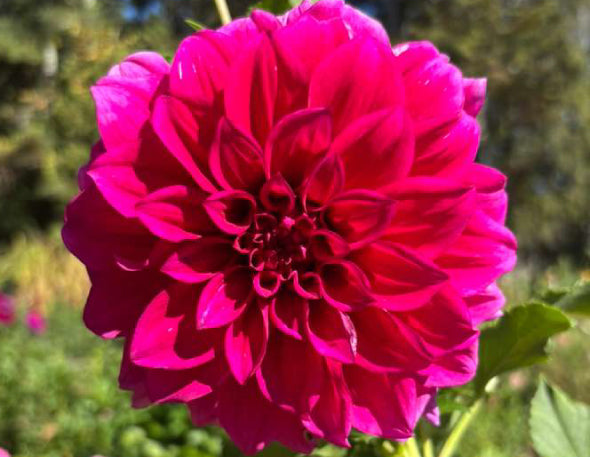 Pleasant Mount Purple