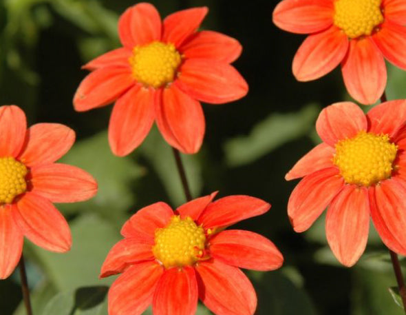 Single-Flowered Dahlia