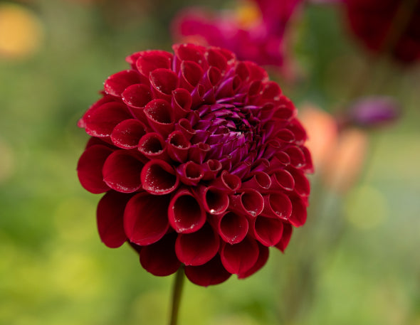Ball Dahlia