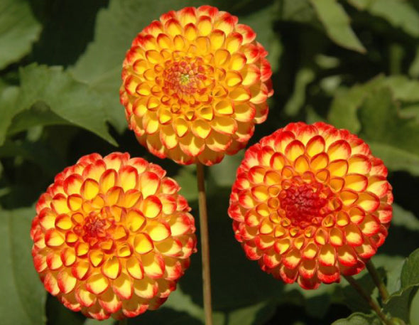 Pompon Dahlia