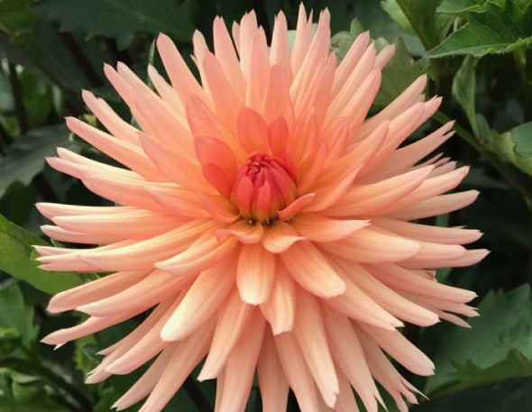 Semi-Cactus Dahlia