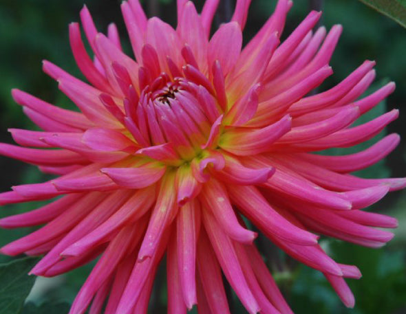 Cactus Dahlia