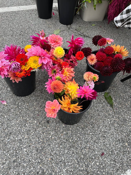 Dahlia tubers - Grab Bag (5)