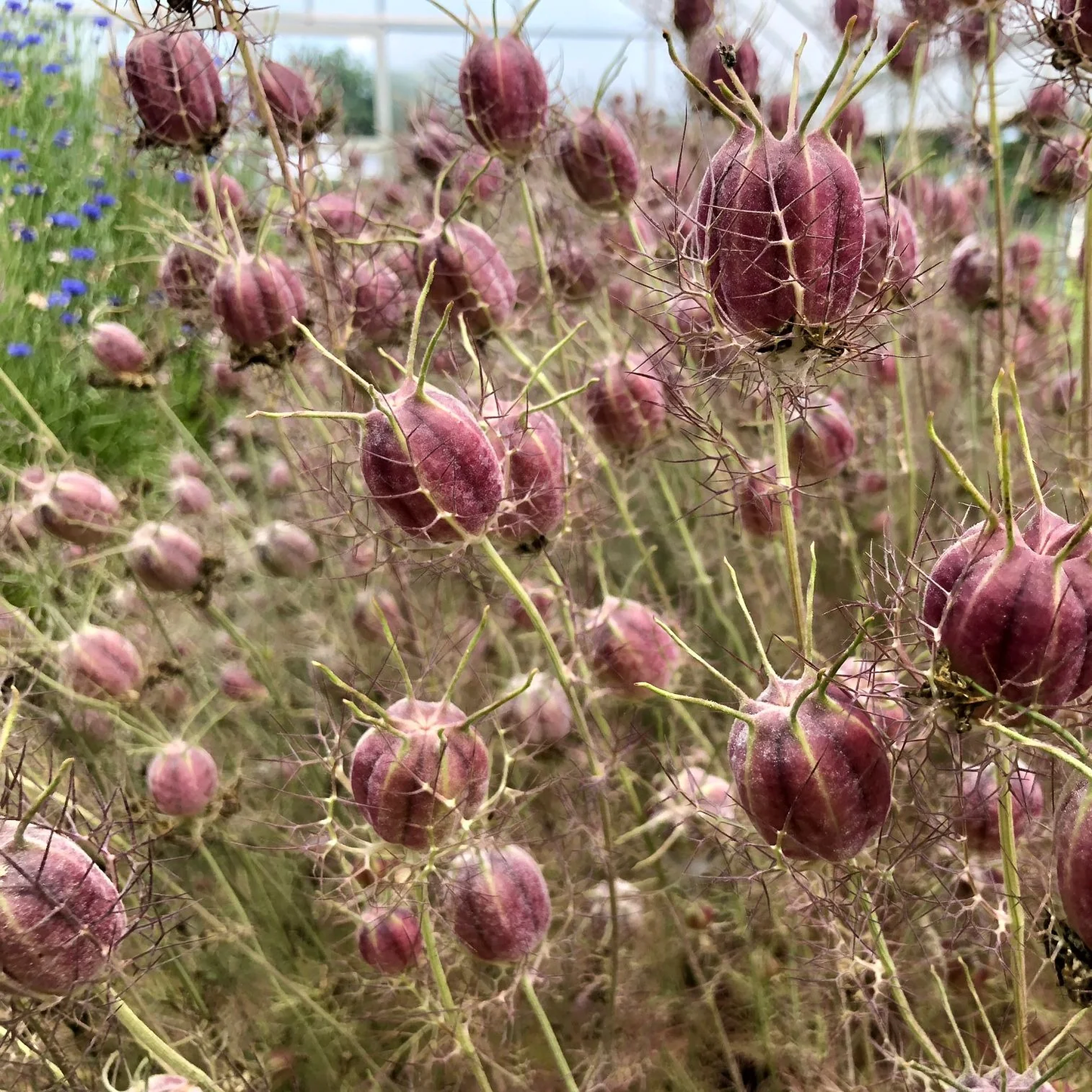 Albion Black Pod Nigella