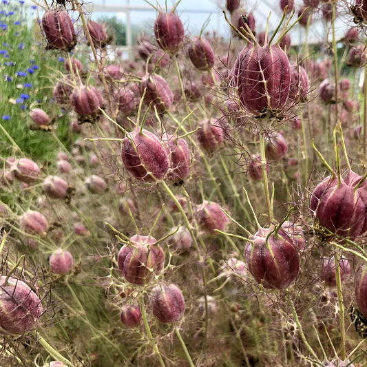 Albion Black Pod Nigella