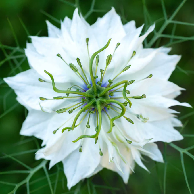Albion Black Pod Nigella