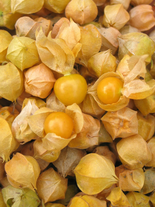 Aunt Molly’s Ground Cherry