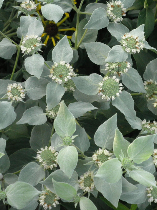 Bigleaf Mountain Mint
