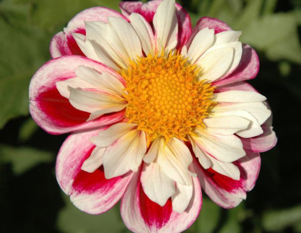 pink and white Dahlia Bumble Rumble with a yellow center