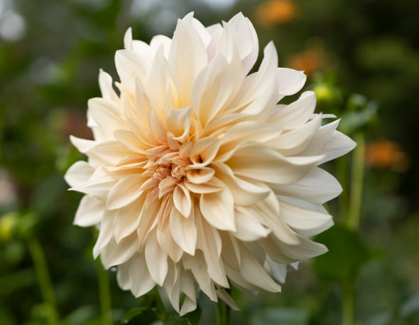 Beige Cafe Au Lait dahlia dinnerplate flower 