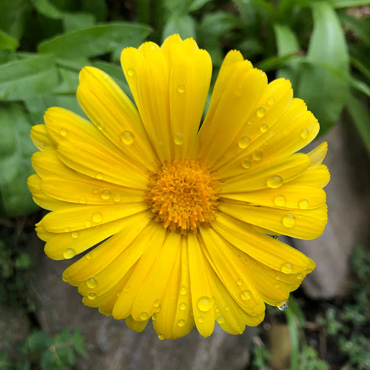 Calendula Resina