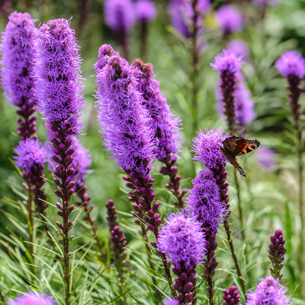 Liatris Spicata