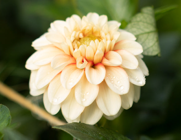 Lollipop White Sport