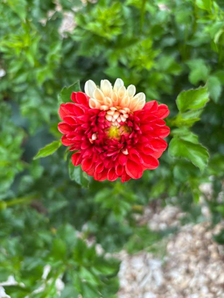 Lollipop White Sport