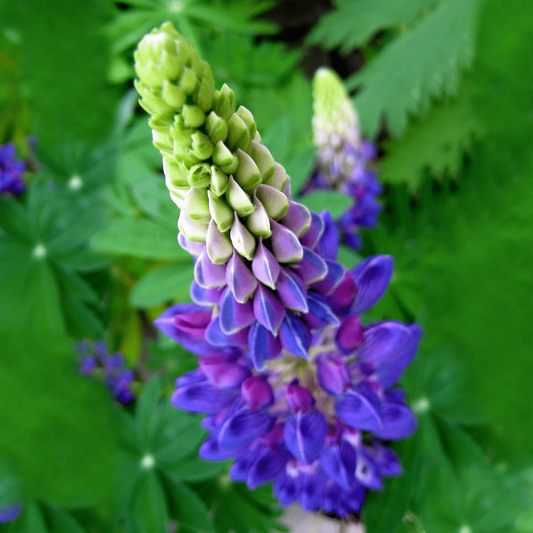 Lupine, Blue