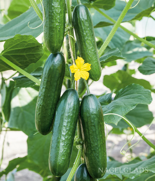 Marketmore Cucumber