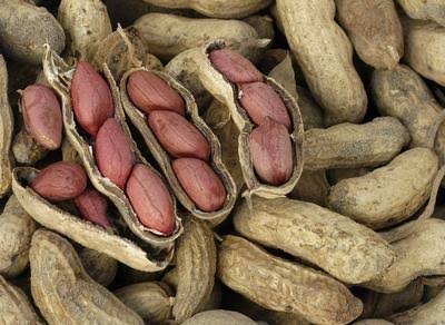 Peanuts in shells on a background of raw peanuts seeds