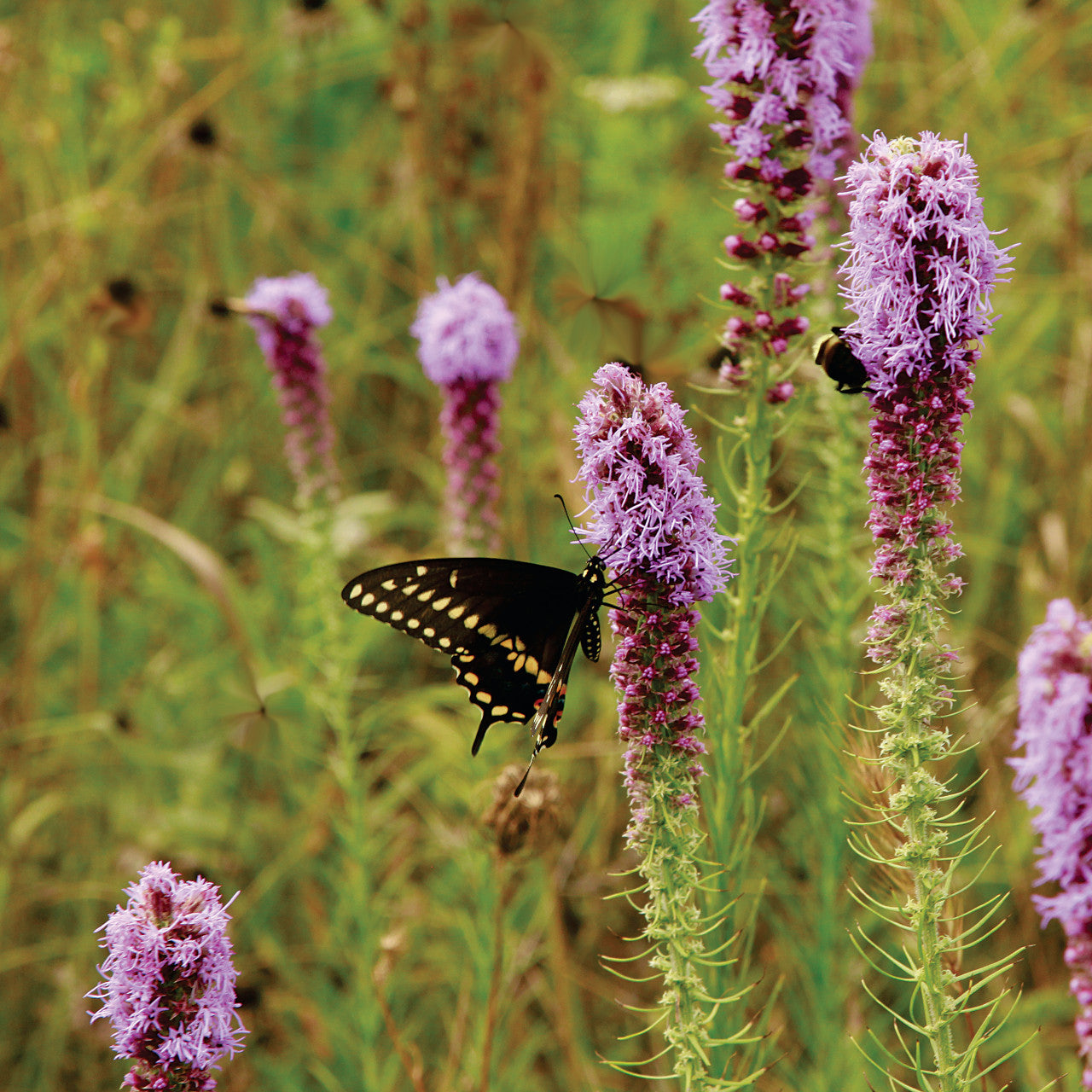 Prairie Blazing Star