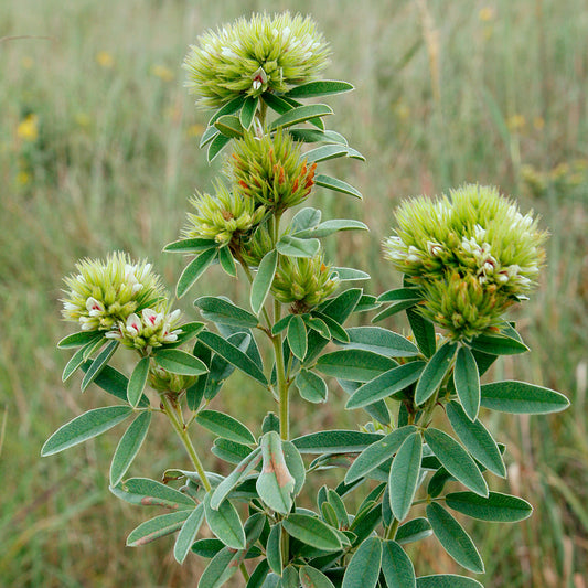 Round Headed Bush Clover