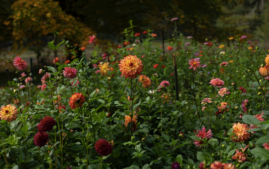Gift Card | Dahlia Love Club