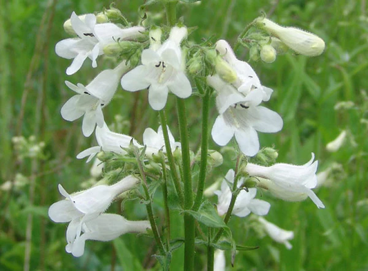 Smooth White Penstemon