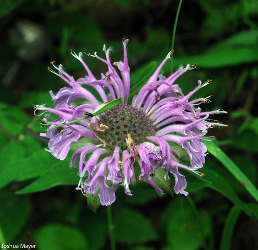 White Bee Balm, Purple